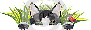 Funny cat looks out of the grass and plays with butterfly