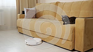 Funny cat looks at robot cleaner hoovering floor by sofa