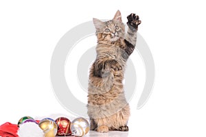 funny cat with New Year's toys isolated on white