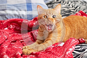 Funny cat with open mouth at home