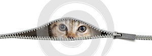 Funny cat in open zipper hole isolated