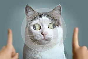 Funny cat at ophtalmologist appointmet photo