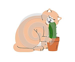 Funny cat pet. Cute kitty biting cactus in pot, houseplant. Adorable amusing feline animal chewing barbed spiky plant