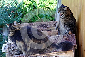 Funny cat photo with a hissing cat
