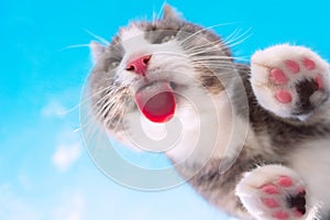 Funny cat with pink nose licking invisible glass on a blue sky background