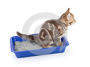 Funny cat pipi in toilet tray box isolated