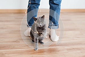Funny cat playing with garland. Russian blue cat with Christmas lights, selective focus.