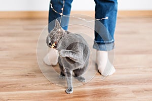 Funny cat playing with garland. Russian blue cat with Christmas lights, selective focus.