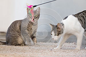 Funny cat playing toy indoor