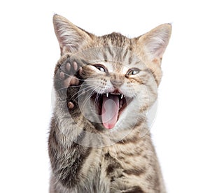 Funny cat portrait with open mouth and raised paw isolated