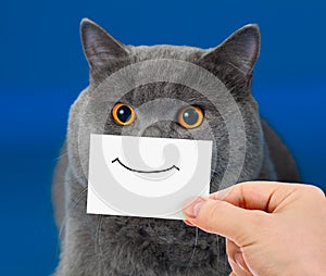 Funny cat portrait with smile