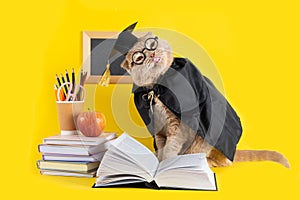 Funny cat professor showing his tongue on yellow background with school accessories. Theacher`s day, Back to school, knowledge Da