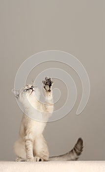 Funny cat raised his paw up