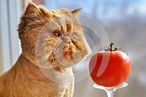 Funny cat and red tomato