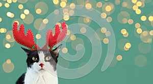 Funny Cat With Reindeer Headband