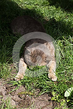 Funny cat resting on grass