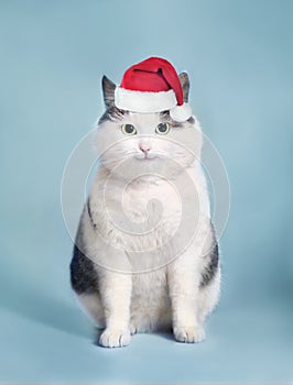 Funny cat in santa hat and framed picture with copy space christmas post card photo