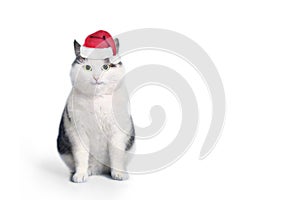 Funny cat in santa hat and framed picture with copy space christmas post card photo