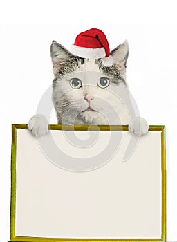 Funny cat in santa hat and framed picture with copy space christmas post card photo