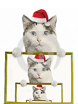 Funny cat in santa hat and framed picture with copy space christmas post card photo