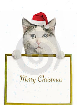 Funny cat in santa hat and framed picture with copy space christmas post card photo