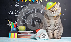 Funny cat schoolboy on the background of the blackboard. Back to school