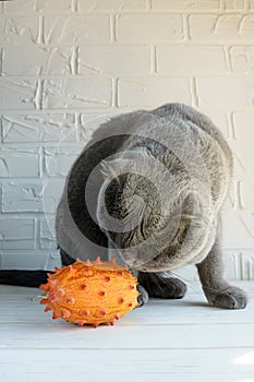 Funny cat of the Scottish breed sniffs exotic fruit. Cucumis metuliferus. African cucumber. Closeup, soft focus