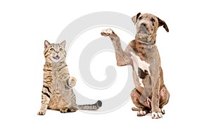 Funny cat Scottish Straight and playful Pit bull puppy