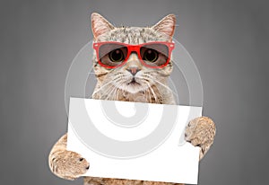 Funny cat Scottish Straight in red sunglasses with a banner in paws