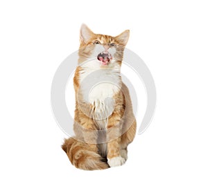 Funny cat shouts