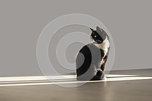 A funny cat sits in a beam of light and looks back