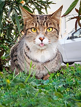 Funny cat sitting in grass with tongue sticking out, gaze is directed at camera, vertical frame