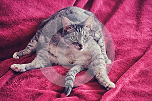 Funny cat sitting in a strange position on the red bed. Cat similar to a sitting person, close-up