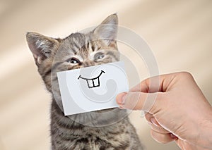 Funny cat with smile on cardboard