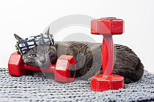 funny cat in a sports bandage lies on a mat on a red dumbbell