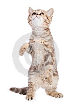 Funny cat standing isolated on white