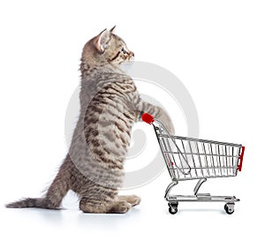 Funny cat standing with shopping cart side view