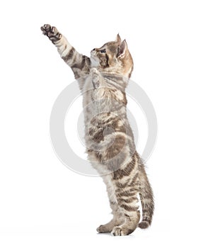 Funny cat standing side view isolated
