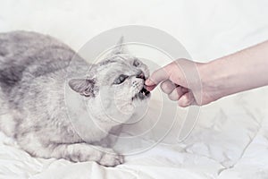 Funny cat stretches to hand of owner for a favorite delicacy. View from above. Pet food concept, pet care