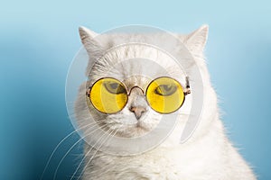 Funny cat in sunglasses. Cat with glasses on a light blue clean sunny background. Funny pets, party, vacation, travel