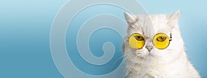 Funny cat in sunglasses. Cat with glasses on a light blue clean sunny background. Funny pets, party, vacation, travel