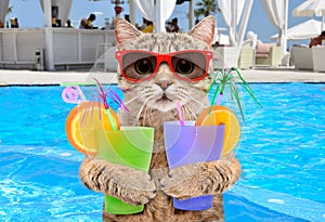 Funny cat in sunglasses with cocktails in his paws