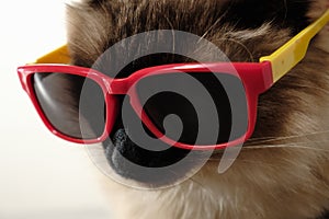 Funny cat with sunglasses