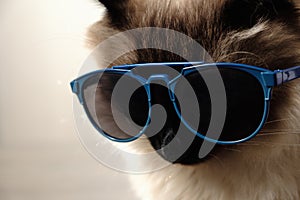 Funny cat with sunglasses