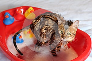 Funny cat taking a bath