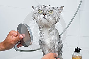 Funny cat taking shower or bath. Man washing cat. Pet hygiene concept. Wet cat.