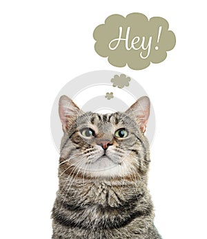 Funny cat with thought bubble and word HEY