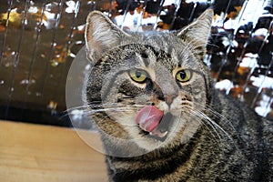 Funny cat with tongue out