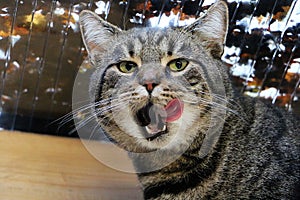 Funny cat with tongue out