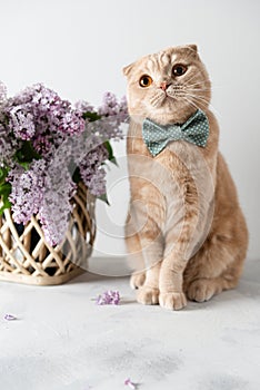 Funny cat wearing bow tie and a bouquet of blooming lilac flowers on a light background. Spring vibes. Greeting card, invitation,